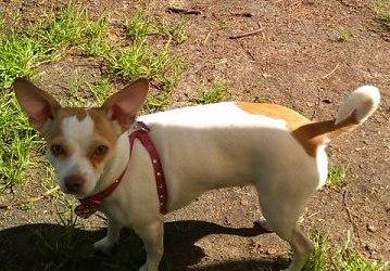 Пропала собака Чихуахуа - Россия, Электрогорск. Цена 5000 рублей