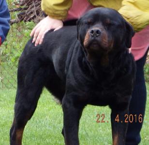 Пропала собака Ротвейлер - Украина, Ирпень