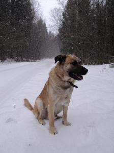Пропала собака Метис - Беларусь, Витебск