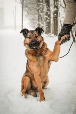 Отдам щенка в добрые руки Беспородная - Россия, Санкт-Петербург. Щенки из питомника Островок надежды - Россия, Санкт-Петербург