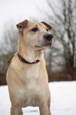 Отдам щенка в добрые руки Беспородная - Россия, Санкт-Петербург. Щенки из питомника Островок надежды - Россия, Санкт-Петербург