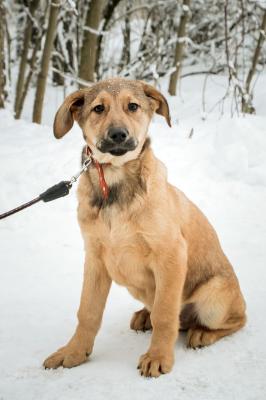 Отдам щенка в добрые руки Беспородная - Россия, Санкт-Петербург. Щенки из питомника Островок надежды - Россия, Санкт-Петербург