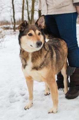 Отдам щенка в добрые руки Беспородная - Россия, Санкт-Петербург
