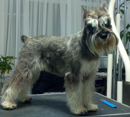 Пропала собака Цвергшнауцер - Беларусь, Витебск