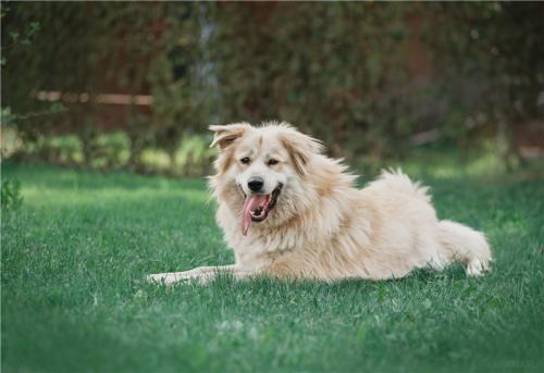 Отдам щенка в добрые руки Метис, Шикарный пёс Нортон в добрые руки. - Россия, Москва