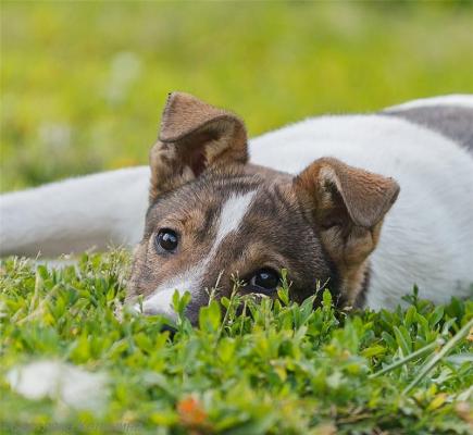 Отдам щенка в добрые руки Метис, Джек Максимилиан Тайсон ищет семью! - Россия, Москва