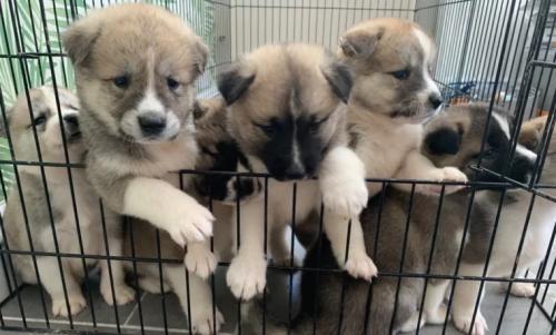 Продам щенка , akita inu - Австрия, Вена. Цена 25000 рублей