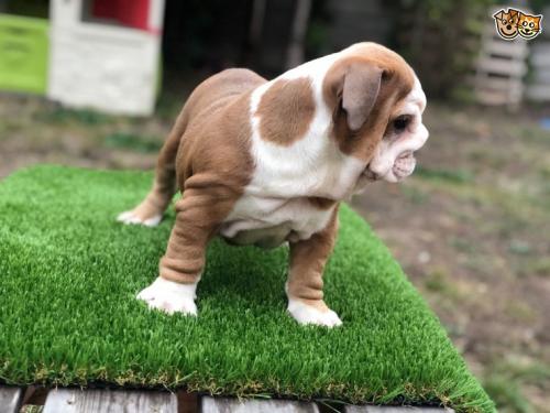 Продам щенка , english bulldog - Азербайджан, Баку. Цена 350 евро