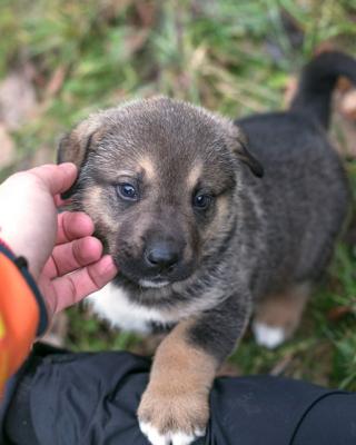 Отдам щенка в добрые руки Беспородная - Россия, Москва