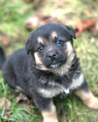 Отдам щенка в добрые руки Беспородная - Россия, Москва