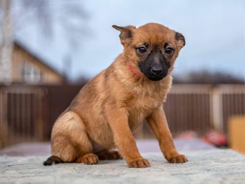 Отдам щенка в добрые руки Беспородная - Россия, Москва