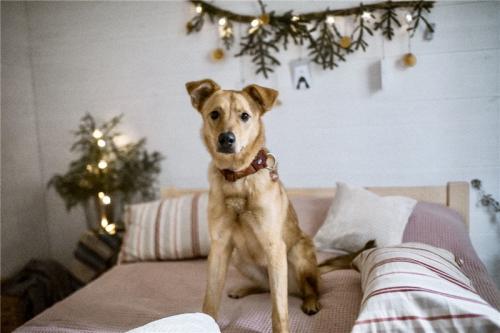 Отдам щенка в добрые руки Метис, Чудесная собака Ева в добрые руки. - Россия, Москва