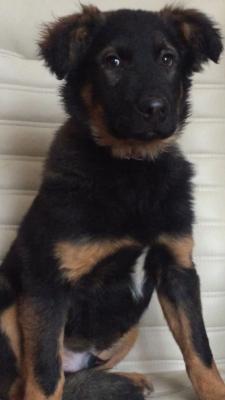 Отдам щенка в добрые руки Беспородная - Россия, Москва