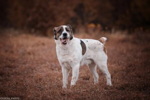 Отдам щенка в добрые руки Среднеазиатская овчарка - Россия, Москва