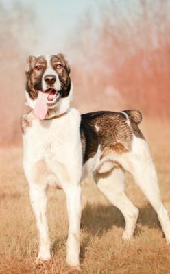 Отдам щенка в добрые руки Среднеазиатская овчарка, Молодой алабай Зур ищет дом. - Россия, Москва