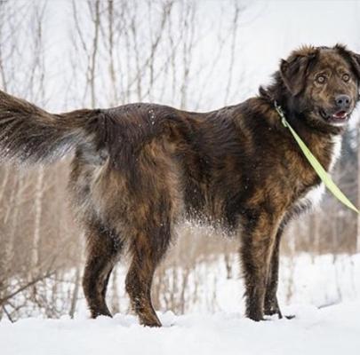 Отдам щенка в добрые руки Кавказская овчарка - Россия, Москва