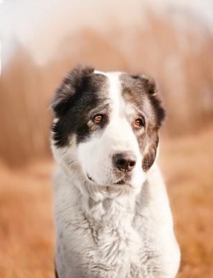 Отдам щенка в добрые руки Среднеазиатская овчарка - Россия, Москва