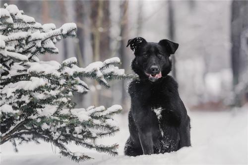 Отдам щенка в добрые руки Метис, Чудесная собака Берта в добрые руки. - Россия, Москва