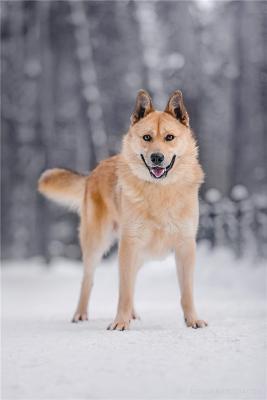 Отдам щенка в добрые руки Метис, Лайка в добрые руки. - Россия, Москва