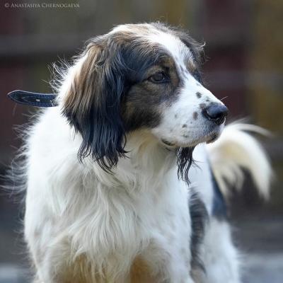 Отдам щенка в добрые руки Английский спрингер-спаниель - Россия, Москва
