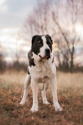 Отдам щенка в добрые руки Среднеазиатская овчарка - Россия, Москва