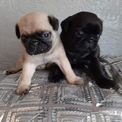 Продам щенка , pug puppies - Канада, Британской Колумбия, Ванкувер. Цена 500 долларов