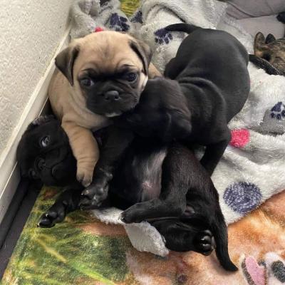 Продам щенка , pug puppies - Канада, Альберта. Цена 500 долларов