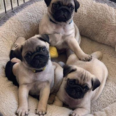 Продам щенка , pug puppies - США, Арканзас. Цена 500 долларов