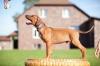 Продам щенка Belarus, Vitebsk Rhodesian Ridgeback