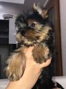 Продам щенка Ukraine, Poltava Yorkshire Terrier