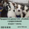 Продам щенка Киргизия, Кара-Балта  Среднеазиатская овчарка