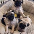 Продам щенка США, Аризона , pug puppies