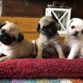 Продам щенка Канада, Альберта , pug puppies