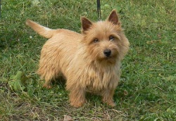 Описание породы  Норвич - терьер (Norwich Terrier), уход