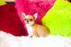 Питомник собак REPUBLIC RUSSO  chihuahuas RKF/FCI KENNEL Dog Club show, NDS Екатеринбург