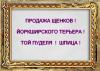 Питомник собак йорки- пуделя -шпицы Тольятти