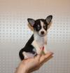 Питомник собак Beautiful Chihuahua puppies for good home Петербург