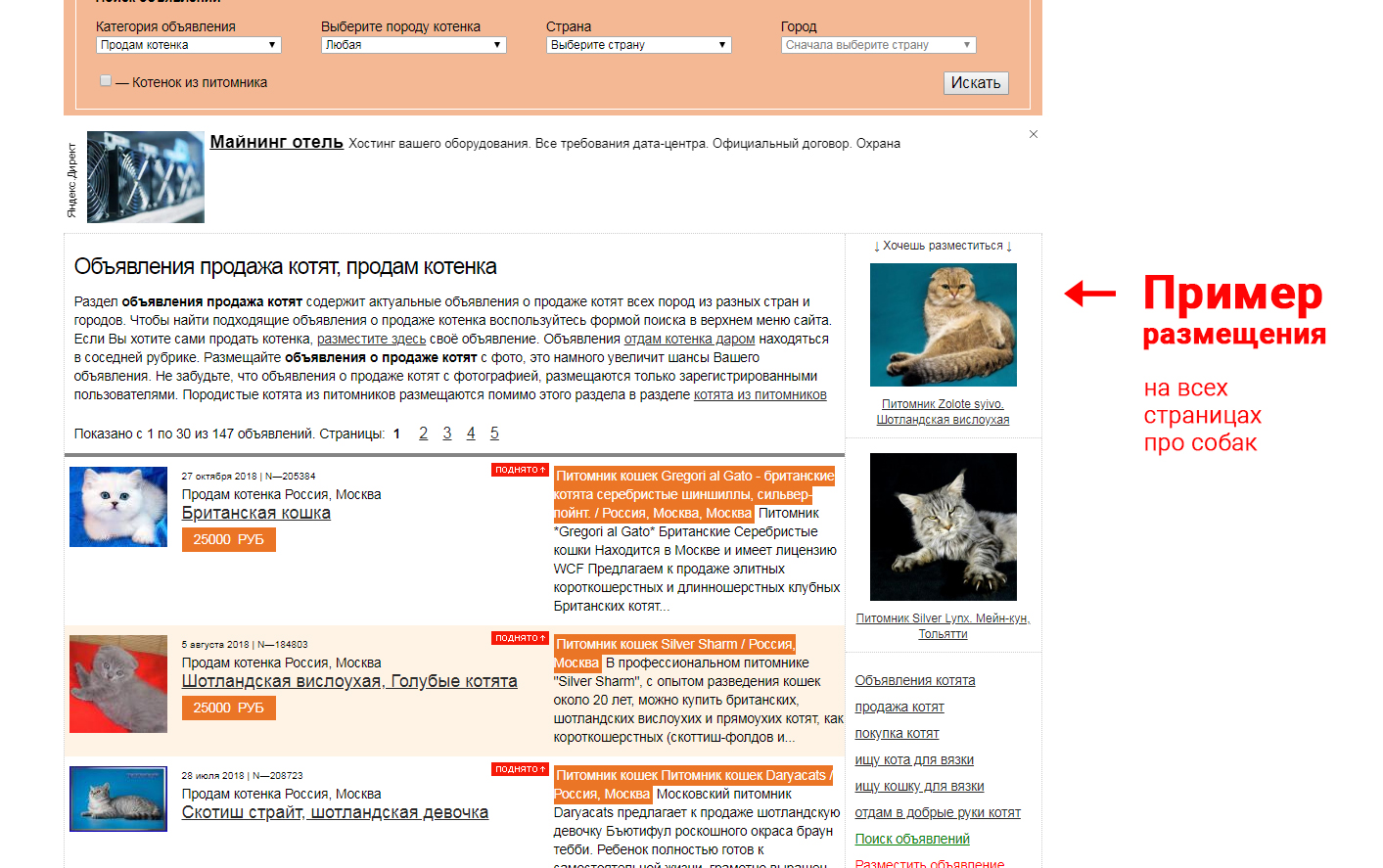 Куда отдать кота в москве. Объявление о продаже кота. Объявления для котят примеры. Объявление продается котенок. Объявление о продаже котят.