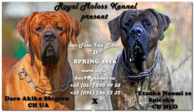 Продам щенка Тоса-ину - Украина, Киев. Цена 1000 евро. Щенки из питомника ROYAL MOLOSS KENNEL - Украина, Черкассы