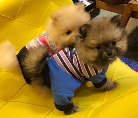 Продам щенка Шпиц, pomeranian - Россия, Южно-Сахалинск. Цена 180 евро