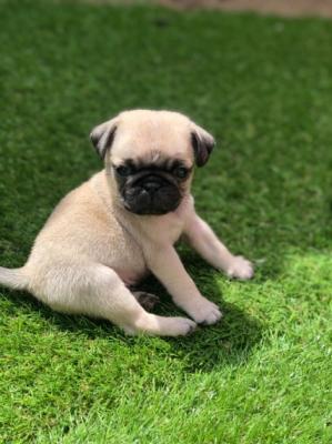 Продам щенка , pug - Россия, Армавир. Цена 450 рублей