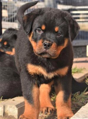 Продам щенка , rottweiler - Россия, Армавир. Цена 400 евро