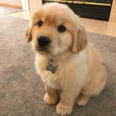 Продам щенка , golden retriever - США, Алабама. Цена 400 евро