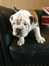 Продам щенка United Kingdom, Kilmarnock English Bulldog