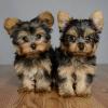 Продам щенка United Kingdom, London Yorkshire Terrier