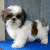 Продам щенка Russia, Moscow Shih Tzu