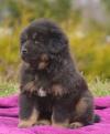 Продам щенка Poland, Bydgoszcz Tibetan Mastiff