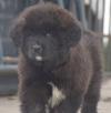 Продам щенка Poland, Bydgoszcz Tibetan Mastiff