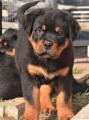 Продам щенка Россия, Армавир , Rottweiler