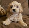 Продам щенка Germany, Dusseldorf , Cockapoo Puppies